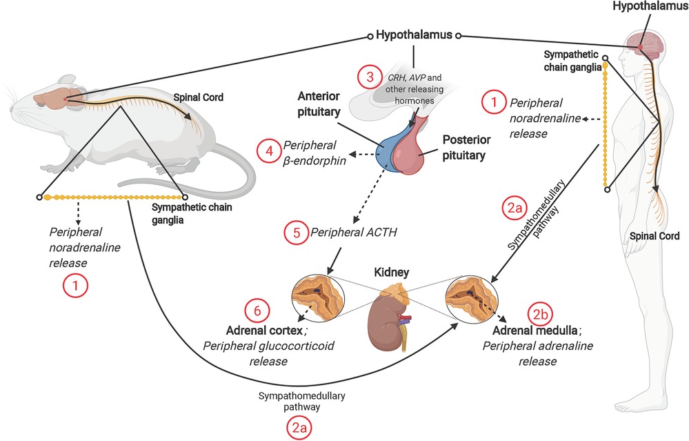 Mount Abu Sex Video - Frontiers | The sex-dependent response to psychosocial stress and ischaemic  heart disease