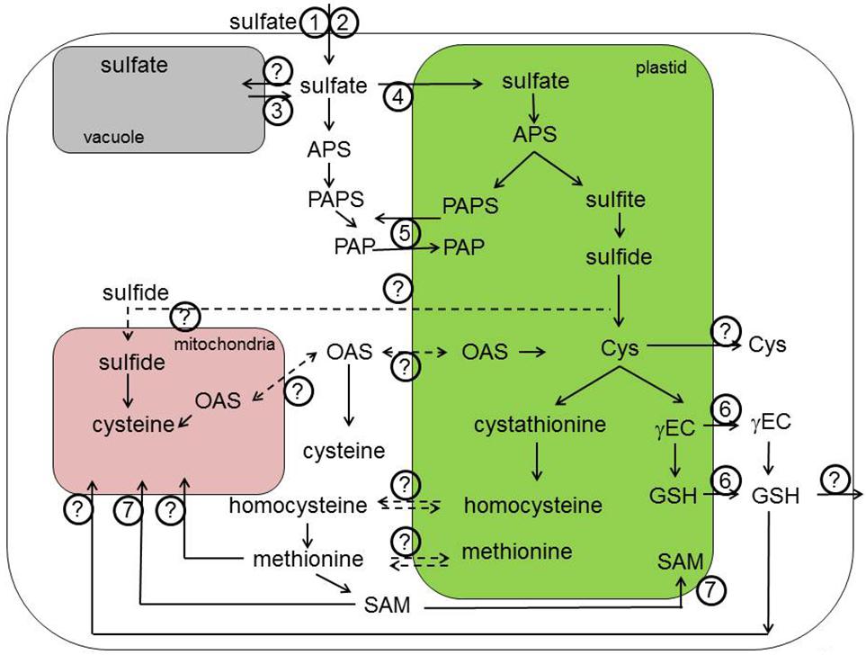 Human Reaction To Phenols Cat Litter Human Reaction To Phenols Cat Litter