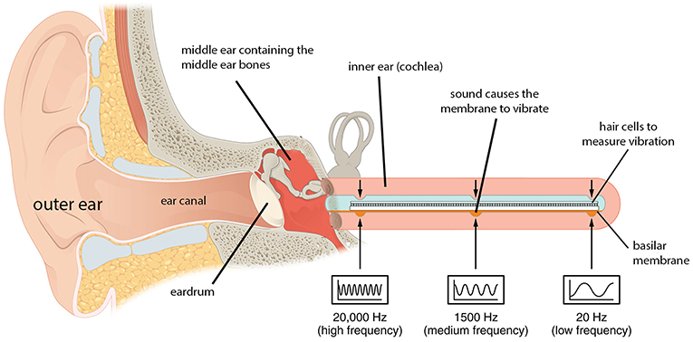 Figure 1 - The parts of the outer, middle, and inner ear are shown.