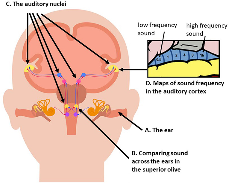 Figure 2 - (A) The ear, where sound enters.