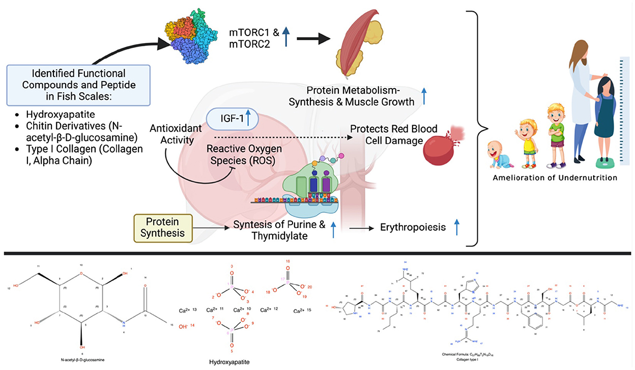 Frontiers  Fish scale rich in functional compounds and peptides: A  potential nutraceutical to overcome undernutrition