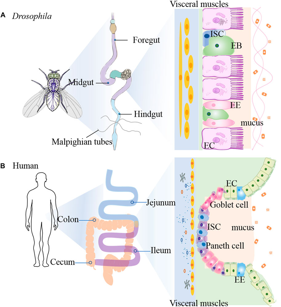 The specification and function of enteroendocrine cells in Drosophila and  mammals: a comparative review - Guo - 2022 - The FEBS Journal - Wiley  Online Library
