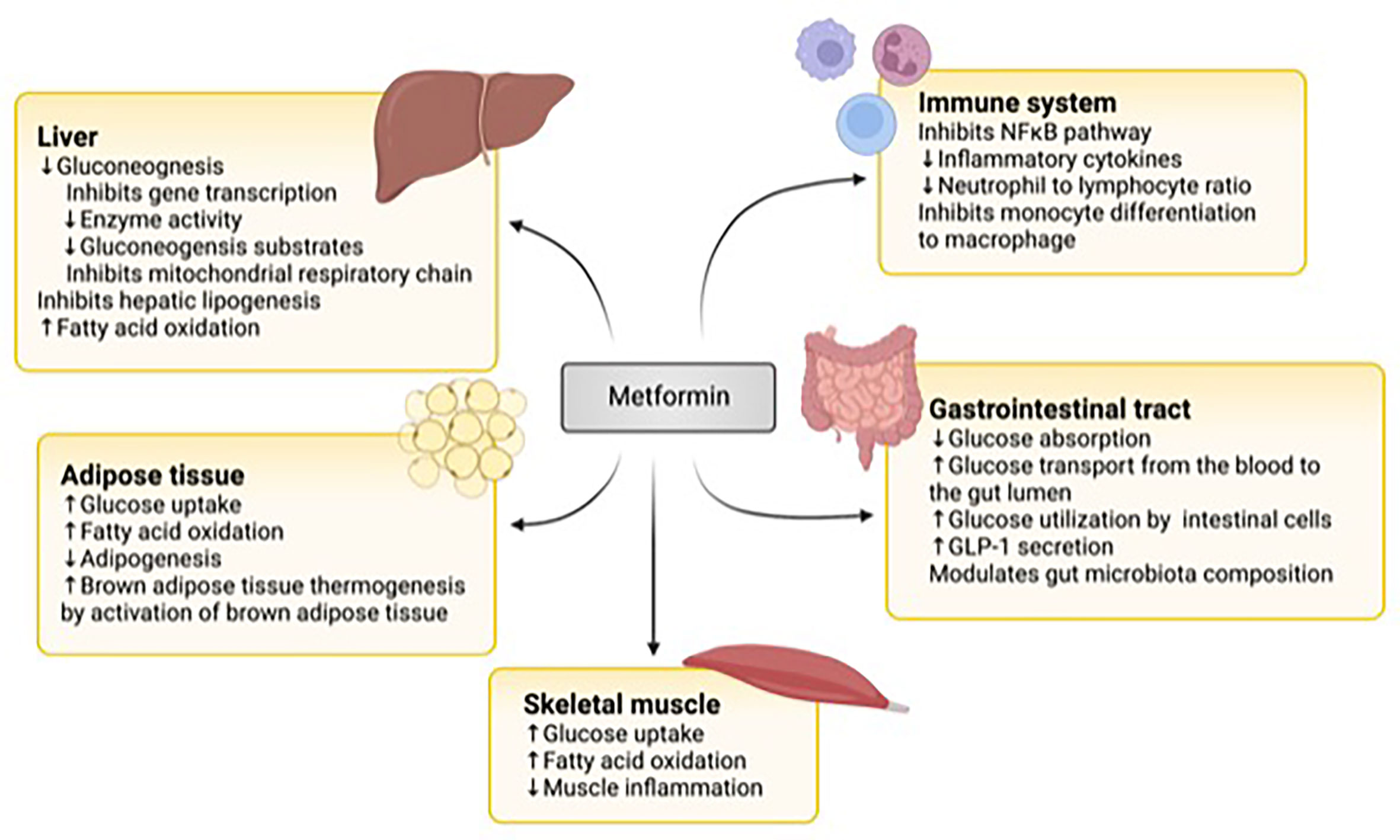 Frontiers Metformin Therapy In Pediatric Type 2 Diabetes Mellitus And 