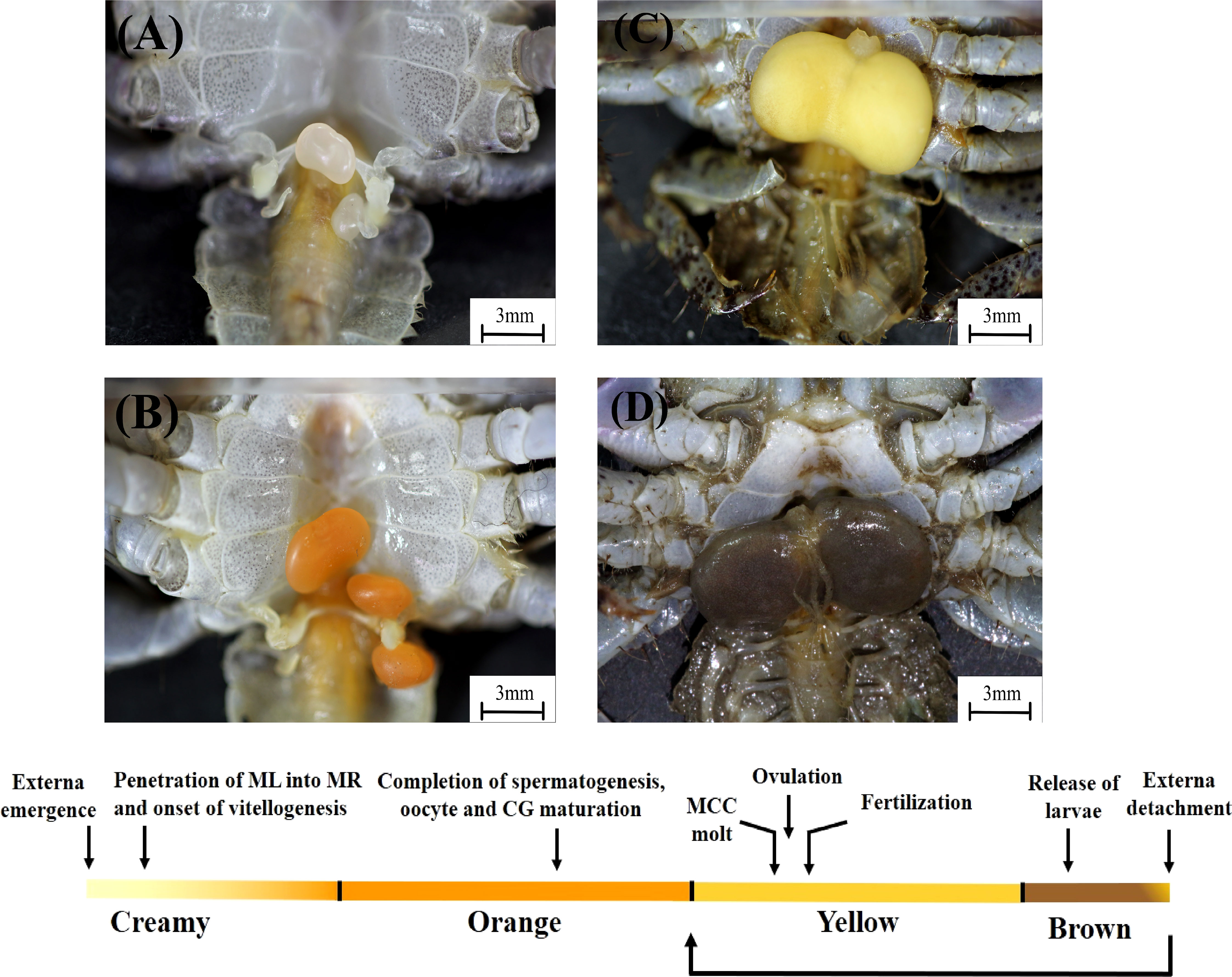 Parasitological transitions: selected outcomes from the XXXII