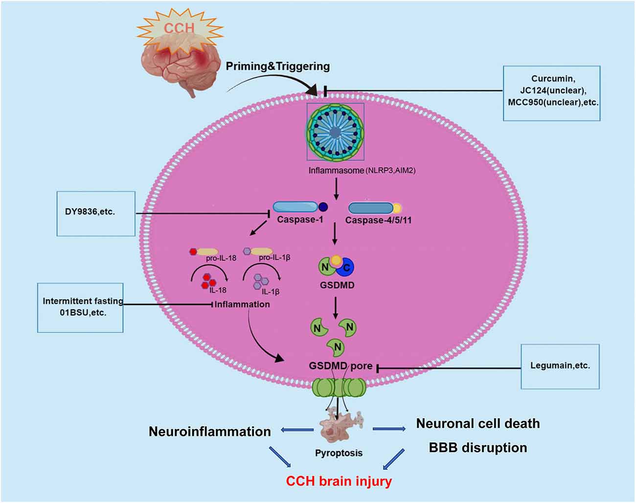 Frontiers | What type of cell death occurs in chronic cerebral 