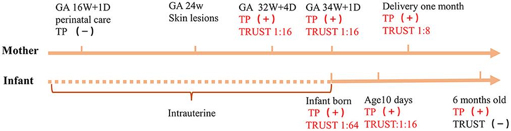 Frontiers  Identification and Functional Assessment of the First Placental  Adhesin of Treponema pallidum That May Play Critical Role in Congenital  Syphilis