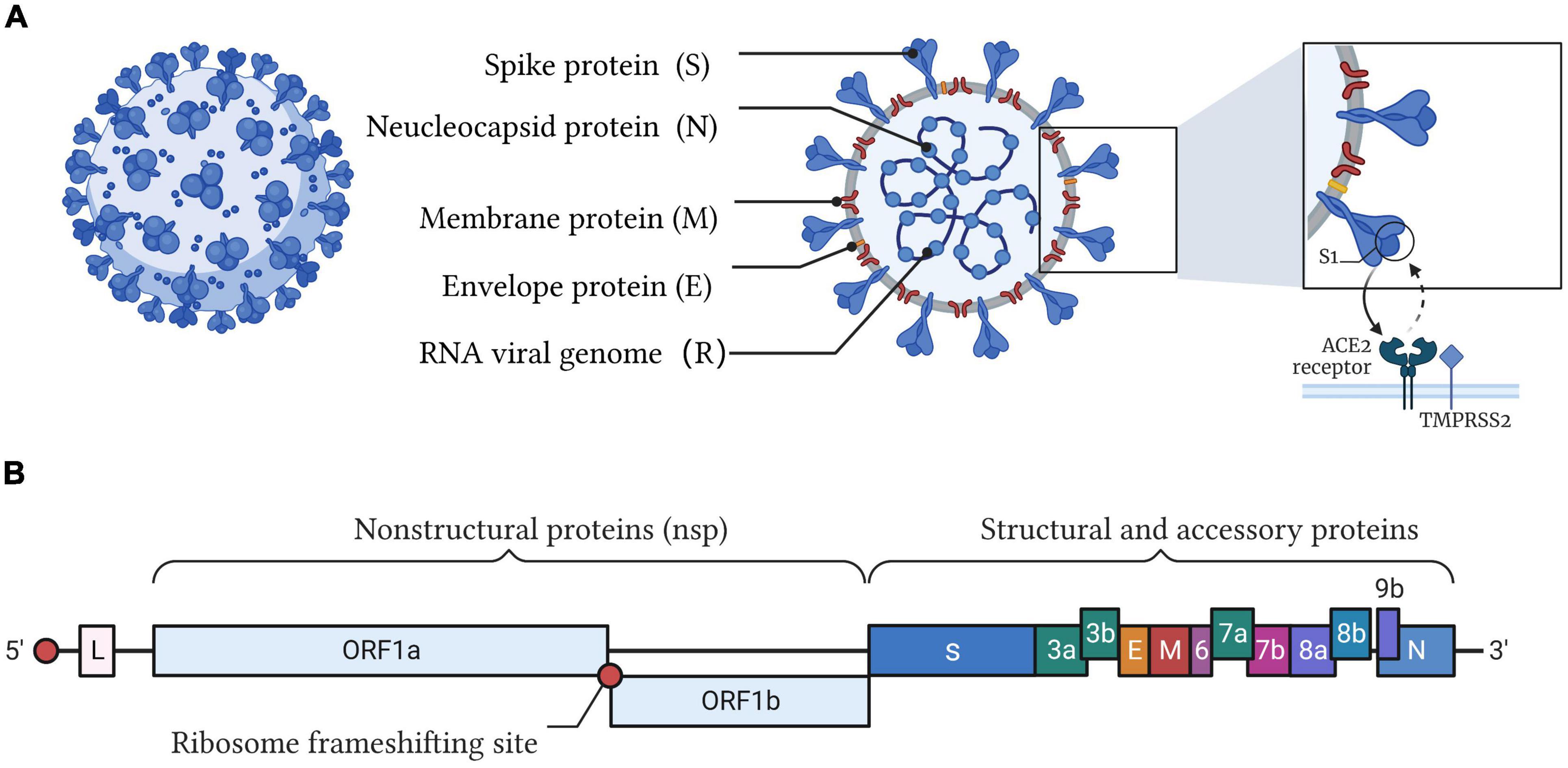 Frontiers | Nucleic acid testing of SARS-CoV-2: A review of