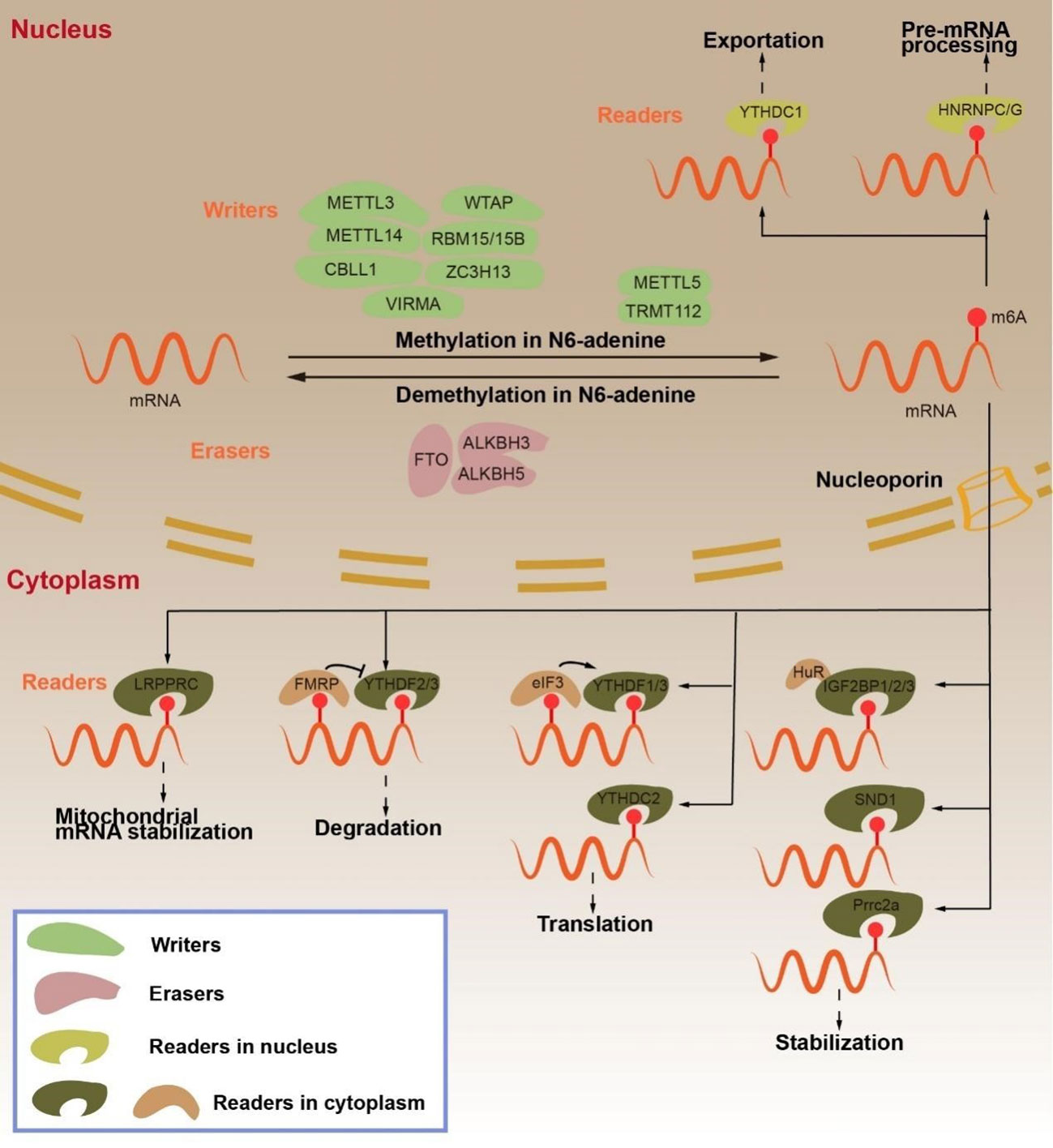 Frontiers | the regulatory role of n6-methyladenosine rna modification