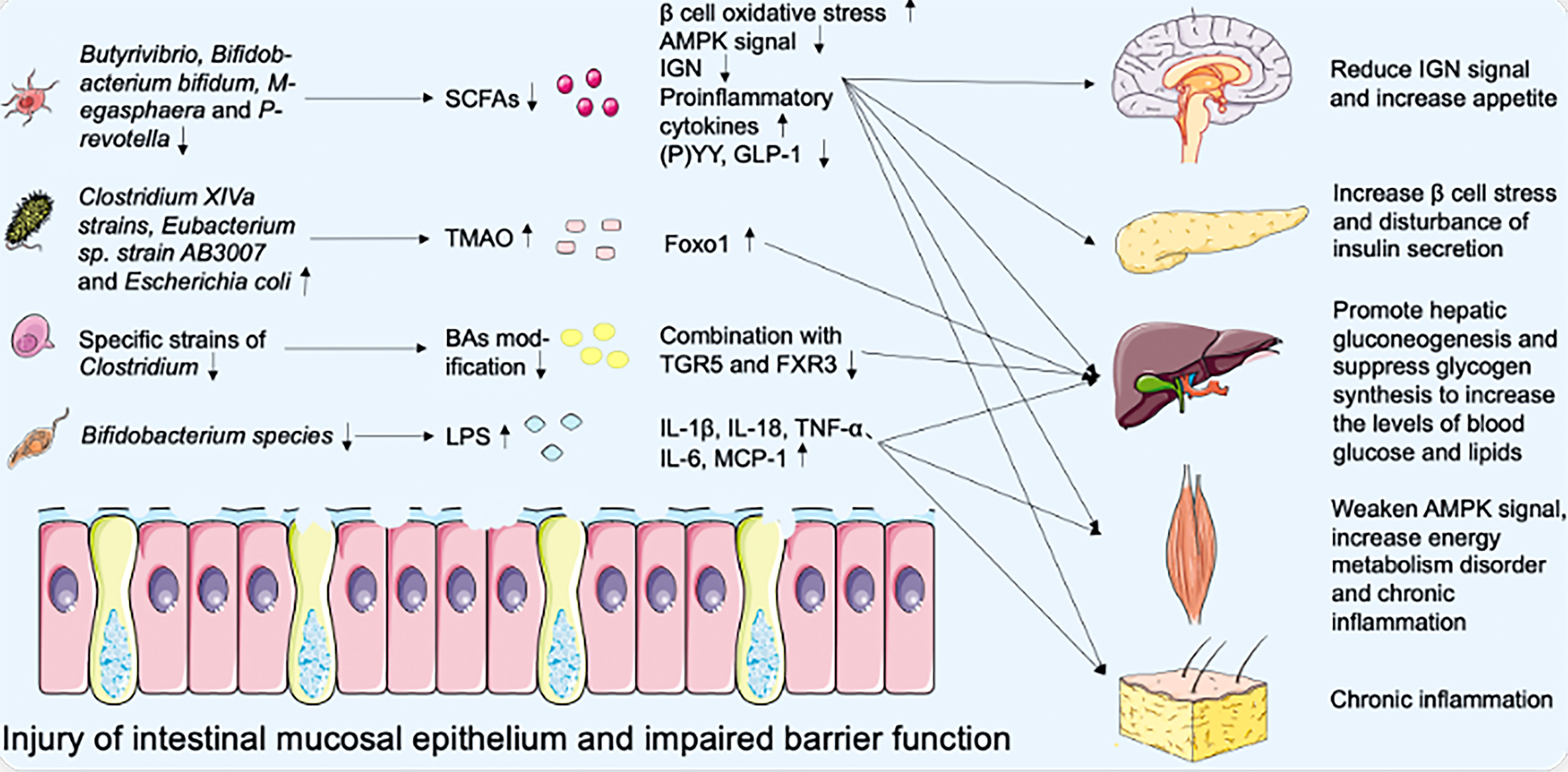 Frontiers Multi target regulation of intestinal microbiota by