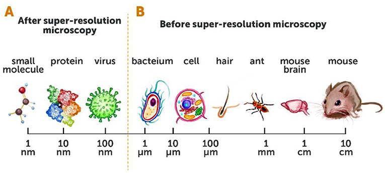Figure 2 - Conventional microscopy vs. super-resolution microscopy.