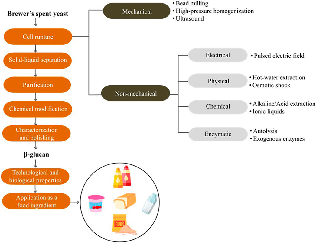Frontiers glucan From Brewer s Spent Yeast As A Techno functional 