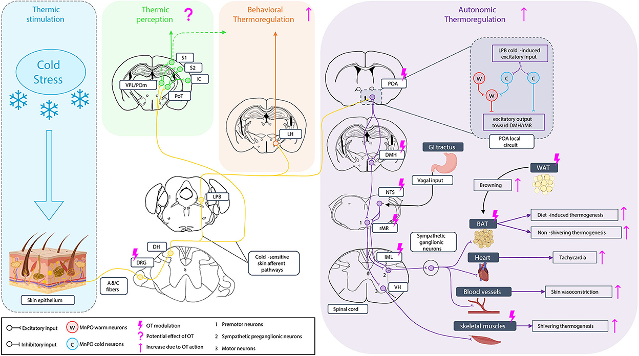 Frontiers | Modulation of the thermosensory by oxytocin