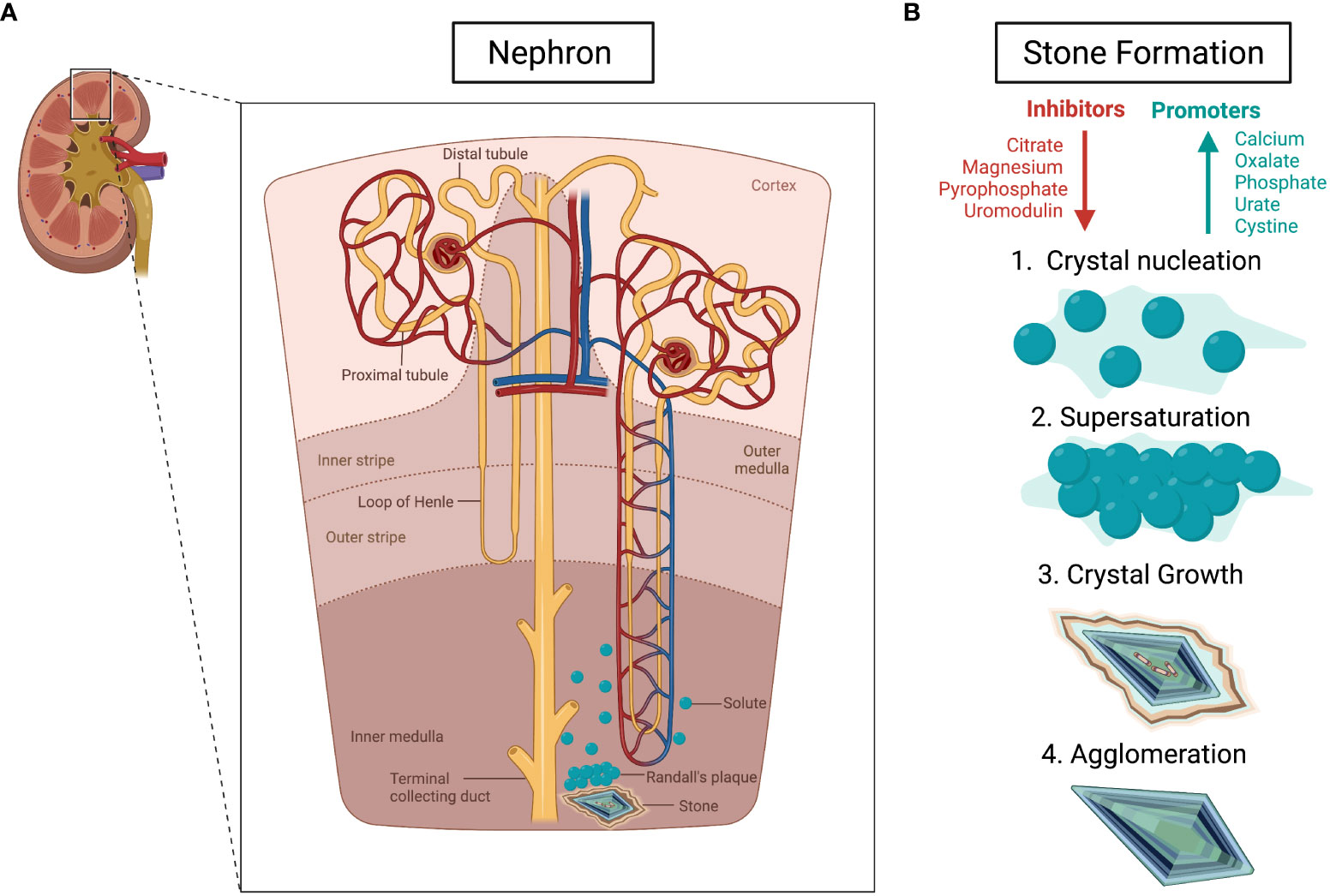 Differential Diagnosis of Flank Pain, PDF, Kidney