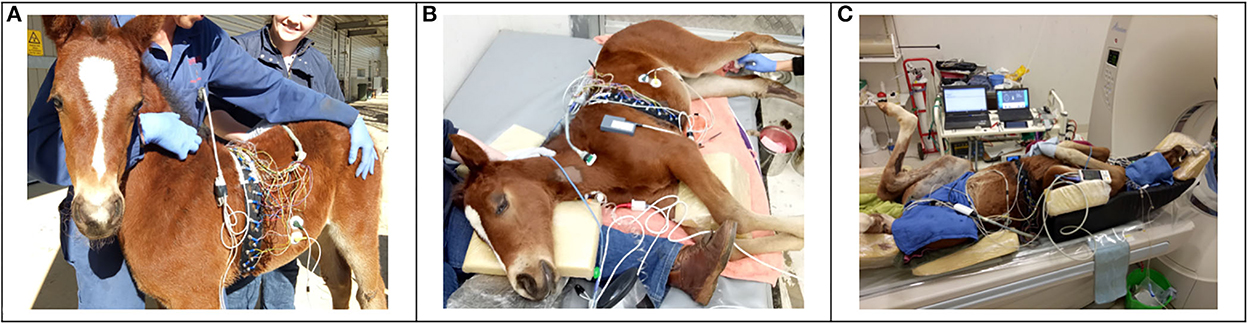 Frontiers  Impact of sedation, body position change and continuous  positive airway pressure on distribution of ventilation in healthy foals