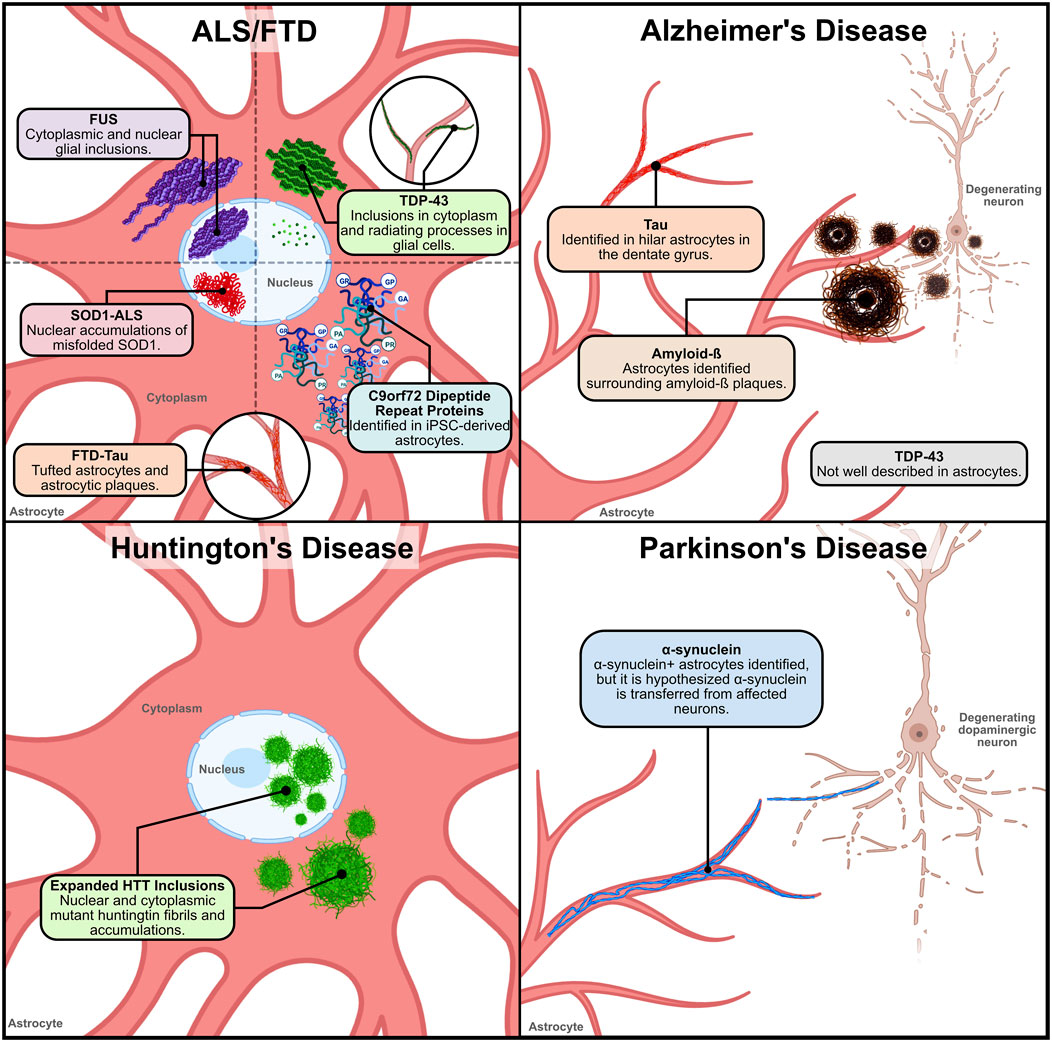 Multiple forms of working memory emerge from synapse–astrocyte interactions  in a neuron–glia network model