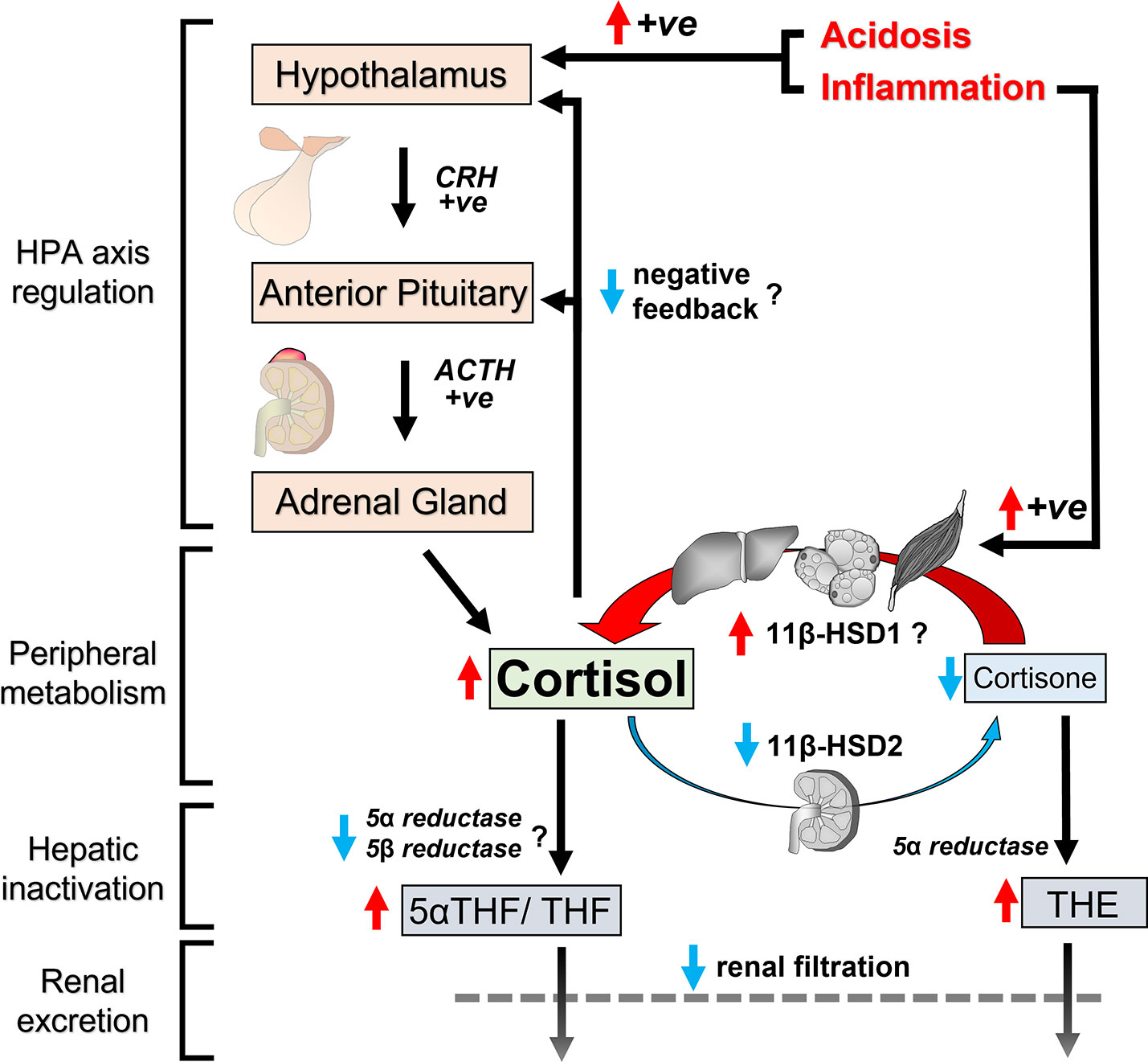 Cortisol Test – Determines cortisol deficiency or excess