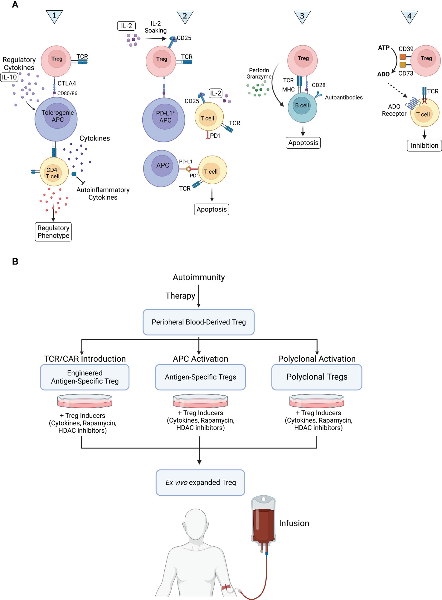 Genetic Disorders of Immune Regulation