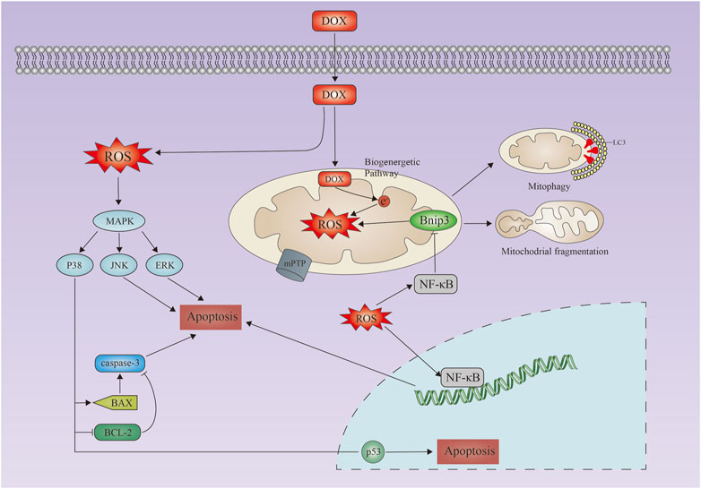 Frontiers | Cell death regulation in myocardial toxicity induced