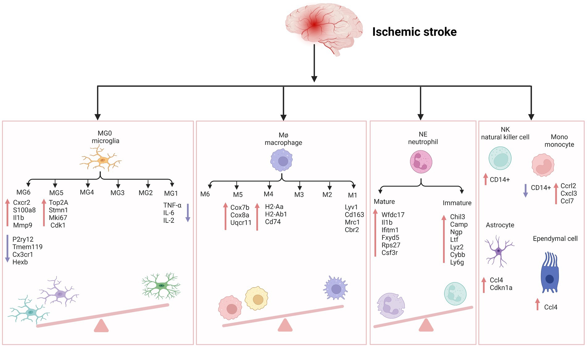 Stroke subtype-dependent synapse elimination by reactive gliosis in mice