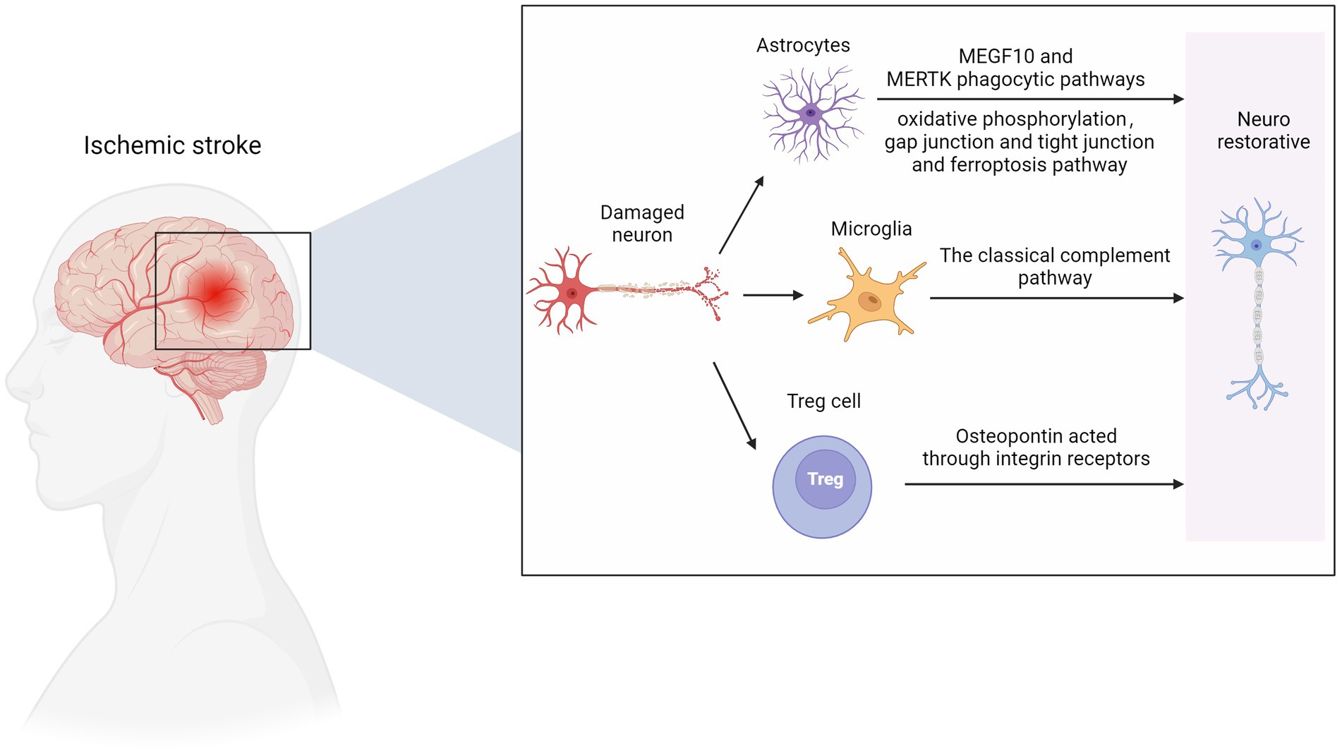 Stroke subtype-dependent synapse elimination by reactive gliosis in mice