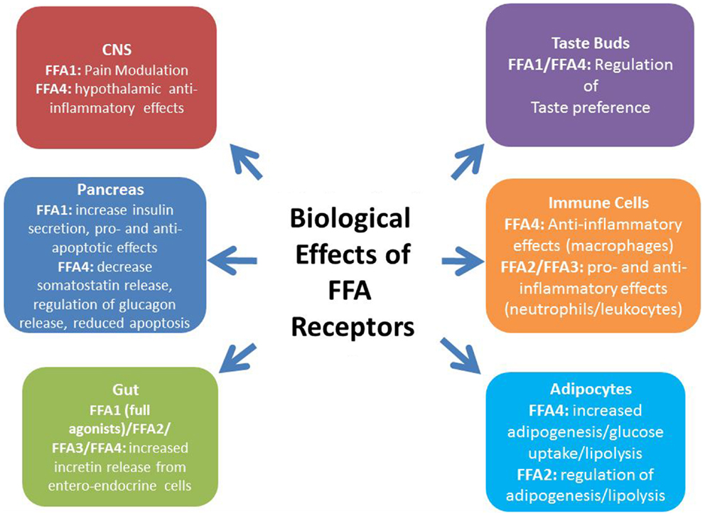 3 1 2 reg. Свободные жирные кислоты и инсулинорезистентность. FFA uptake. M1 2 3 receptors.