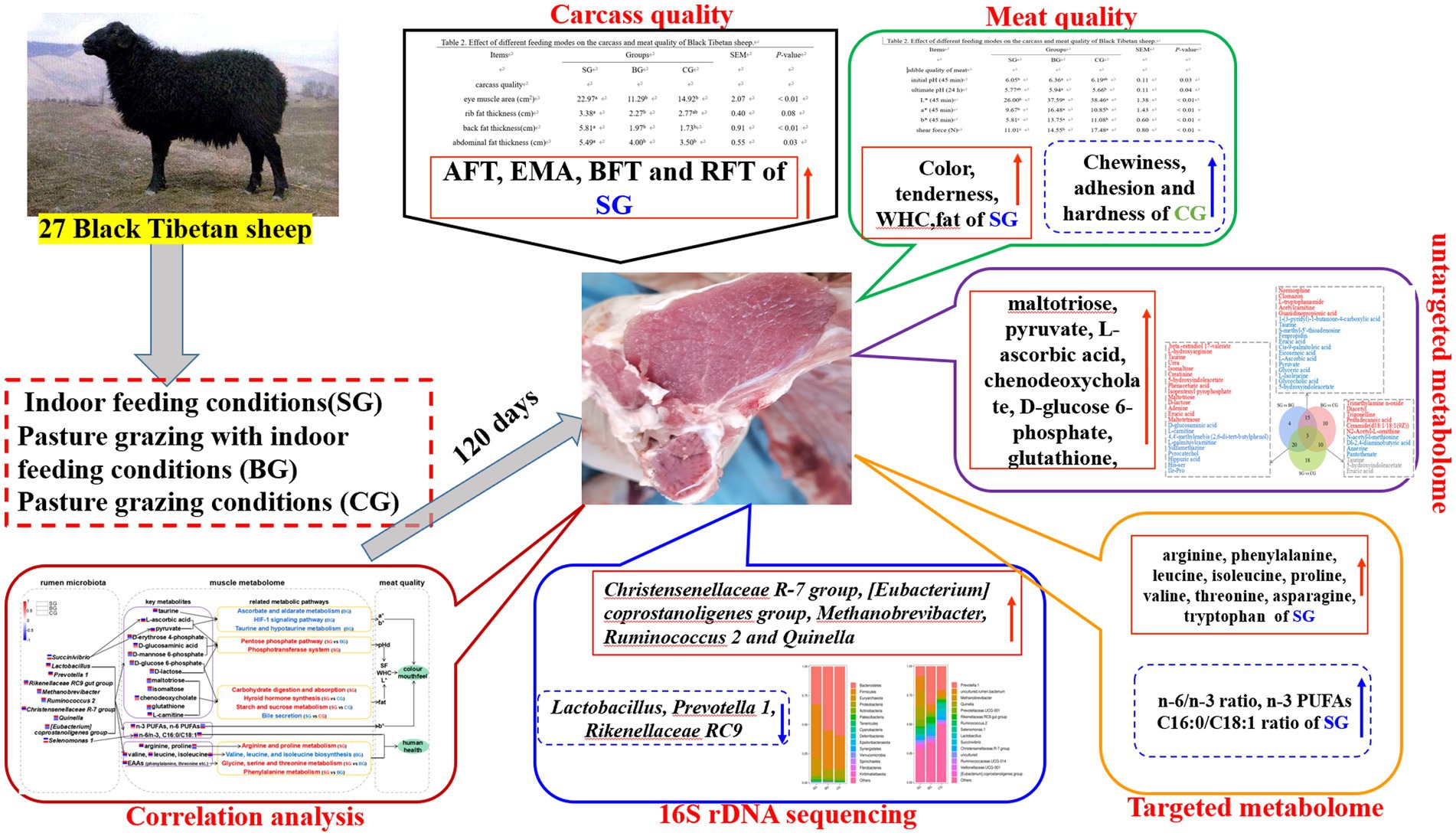 BP shows off carcasses of 90 'humanely' killed rats, calls for more of them