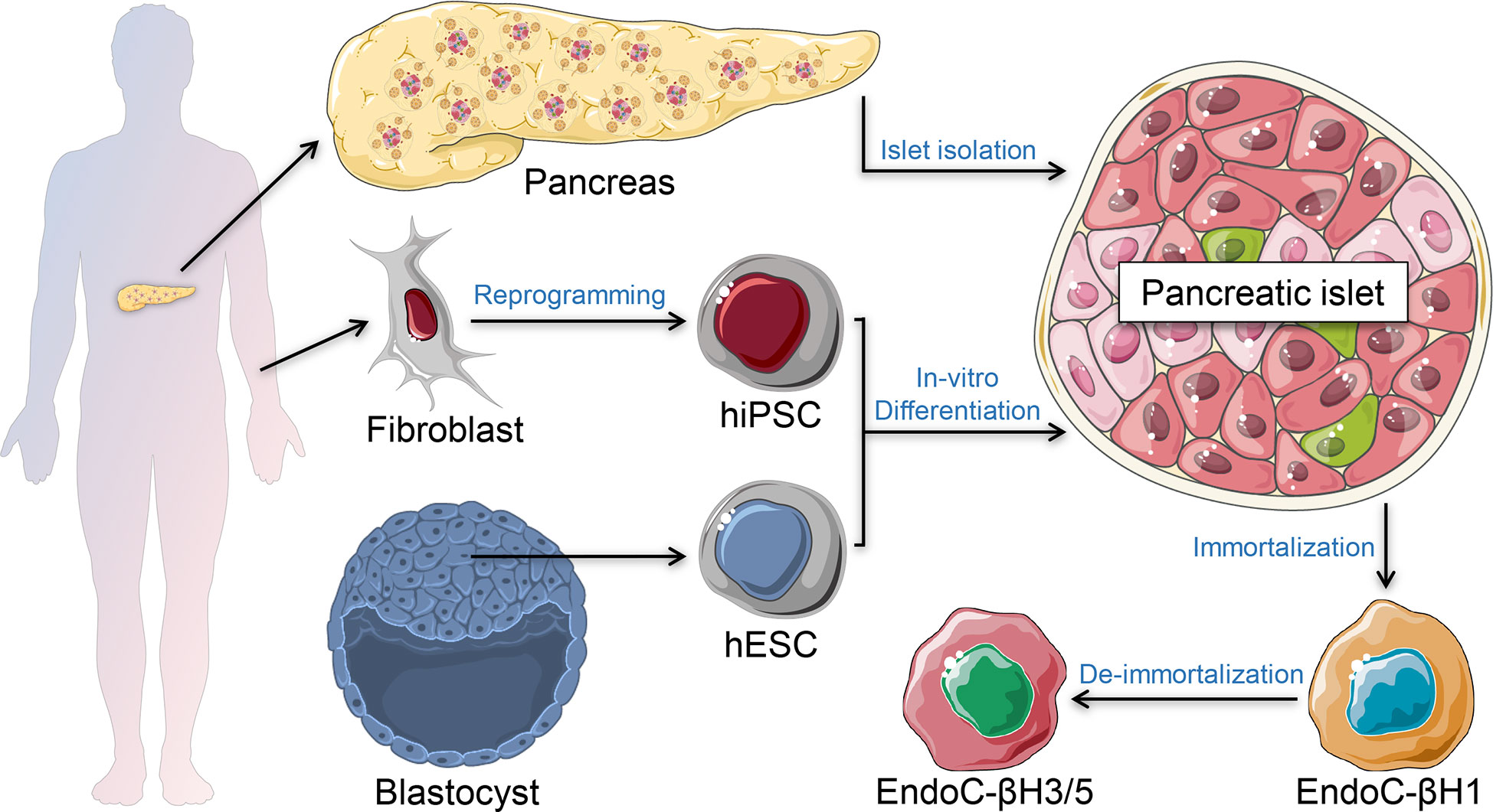 Summary of b-cell regeneration strategies. Novel b-cells can be