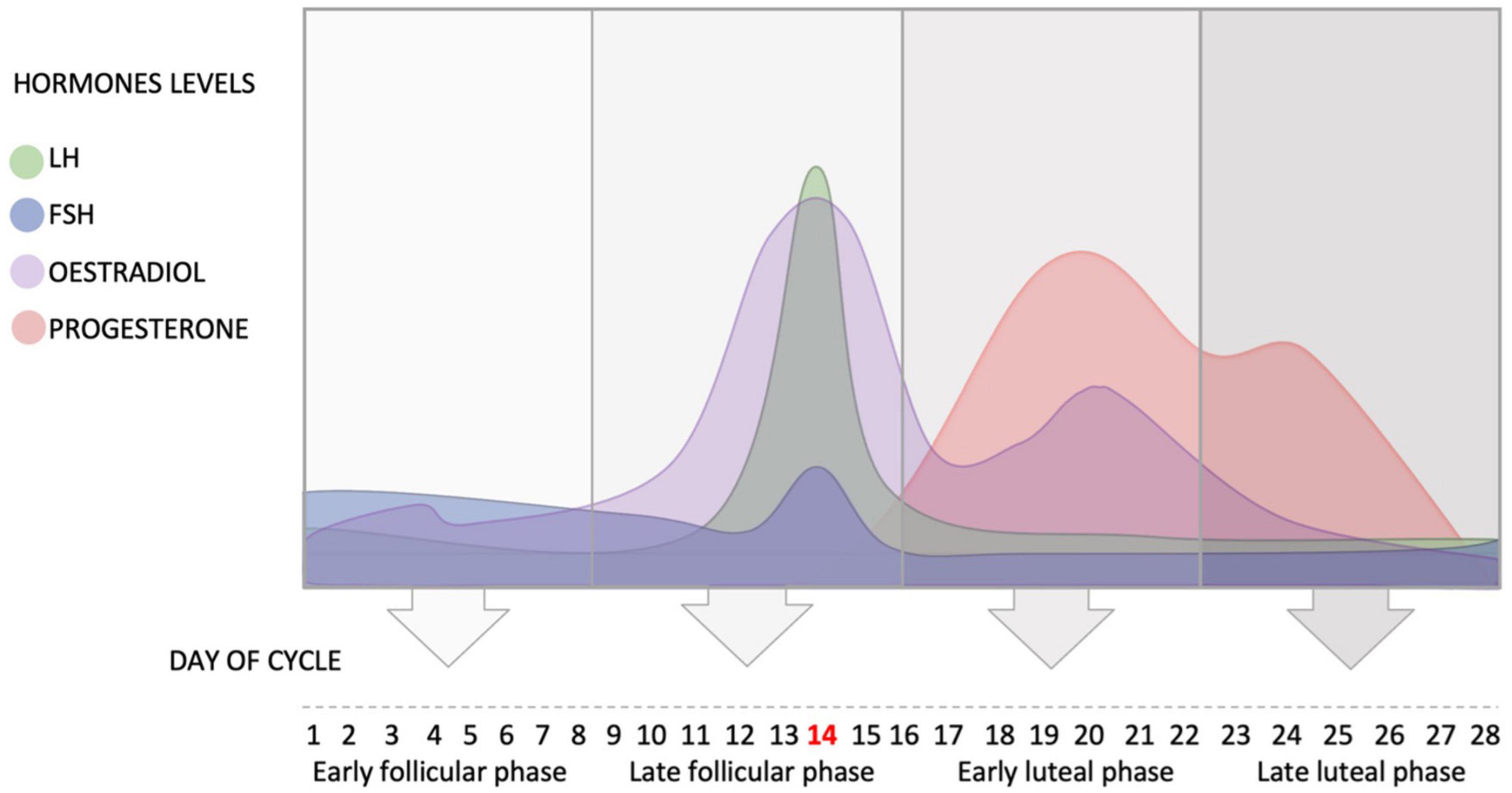 Frontiers  Sex differences and the effect of female sex hormones on  auditory function: a systematic review