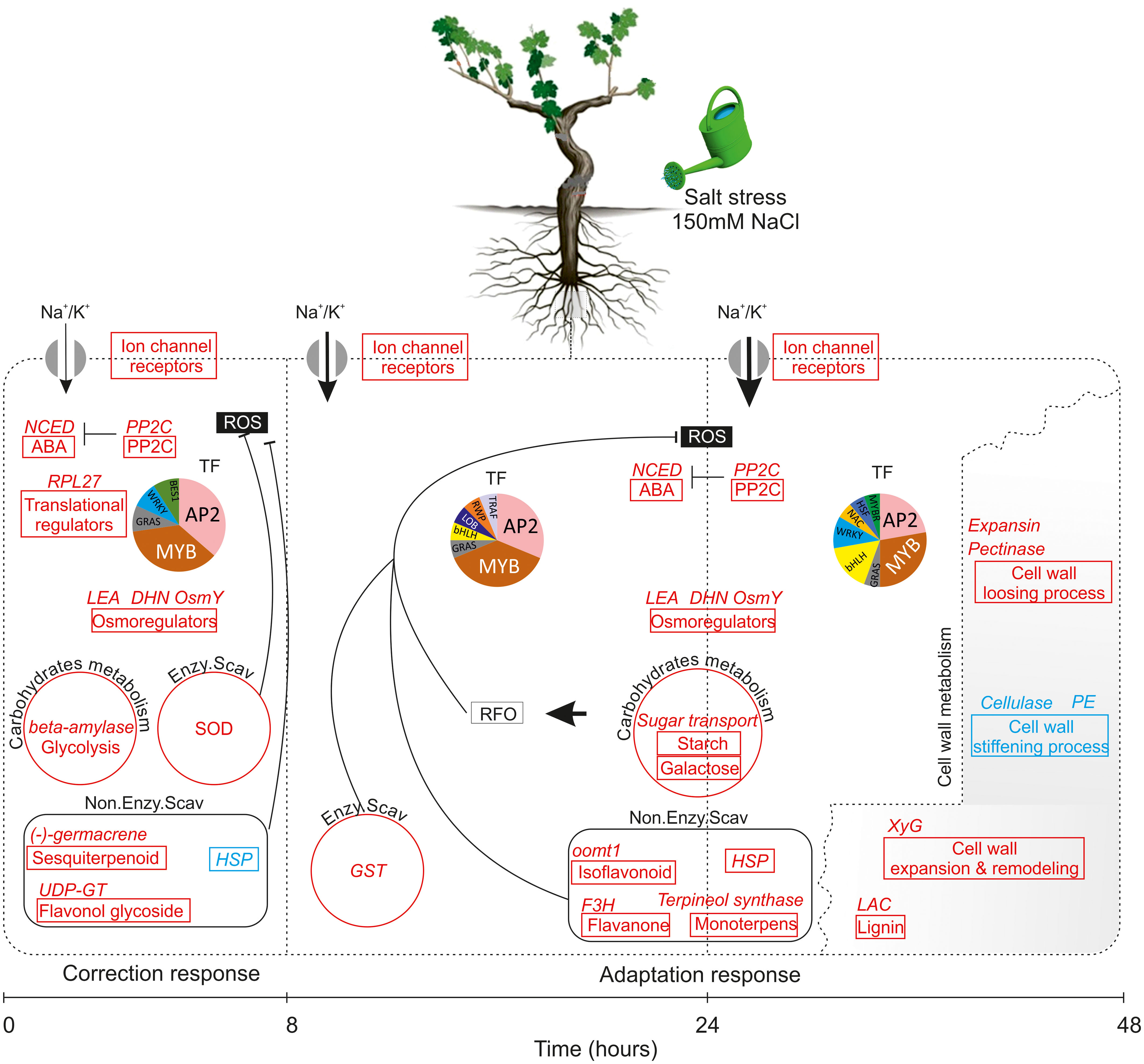 Frontiers  Grapevine response to a Dittrichia viscosa extract and a  Bacillus velezensis strain