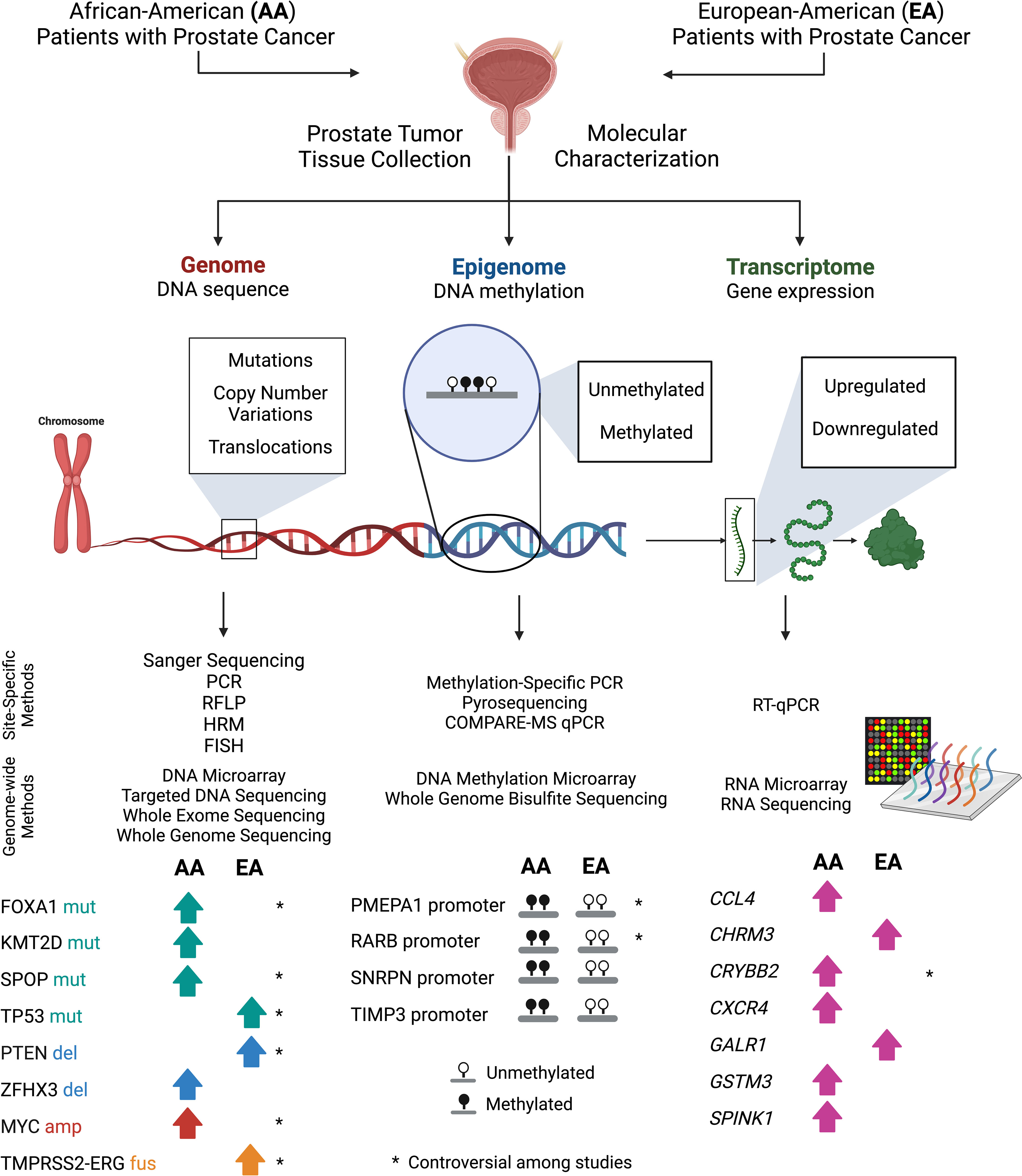 Signatures of natural selection and ethnic-specific prevalence of