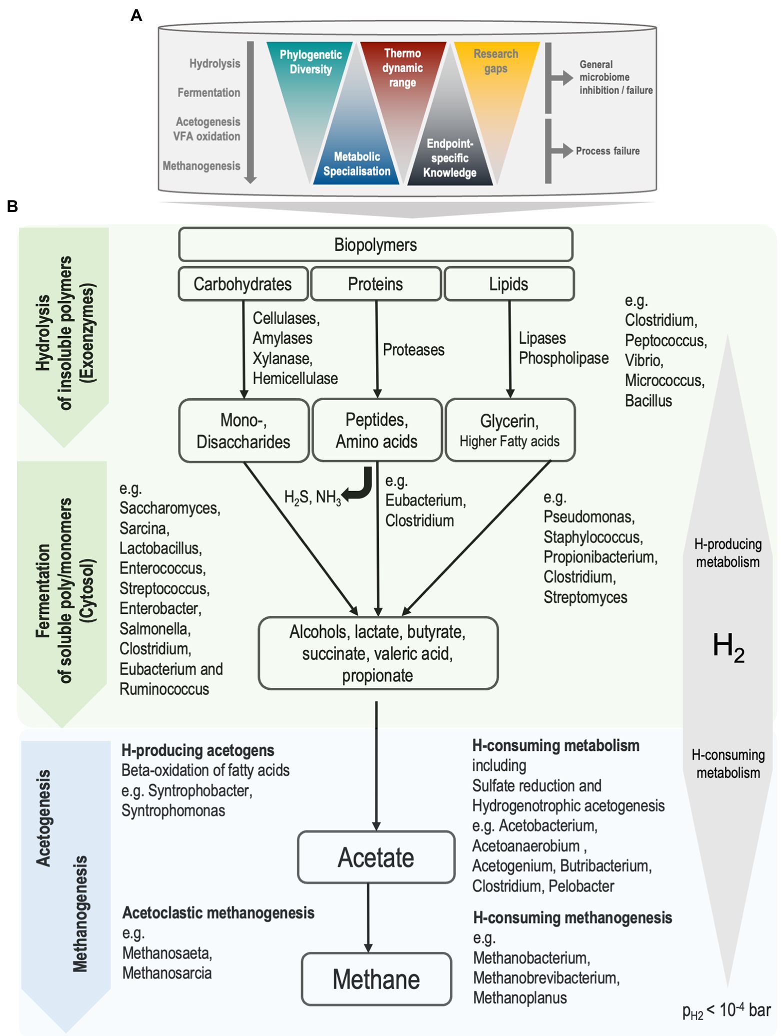 Effect of magnetite addition on transcriptional profiles of syntrophic  Bacteria and Archaea during anaerobic digestion of propionate in wastewater  sludge - Dyksma - 2022 - Environmental Microbiology Reports - Wiley Online  Library