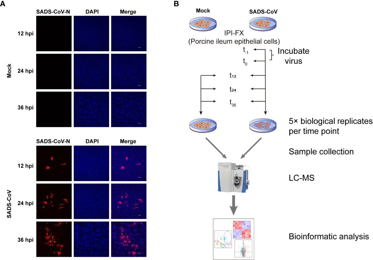 Frontiers | Metabolomic analysis of porcine intestinal epithelial