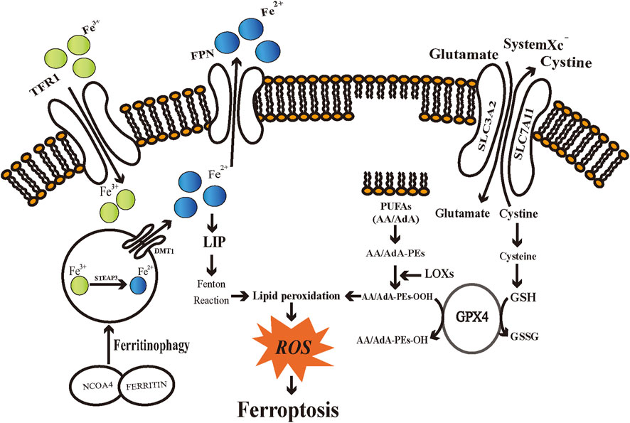 Frontiers | Ferroptosis: Mechanism and connections with cutaneous diseases