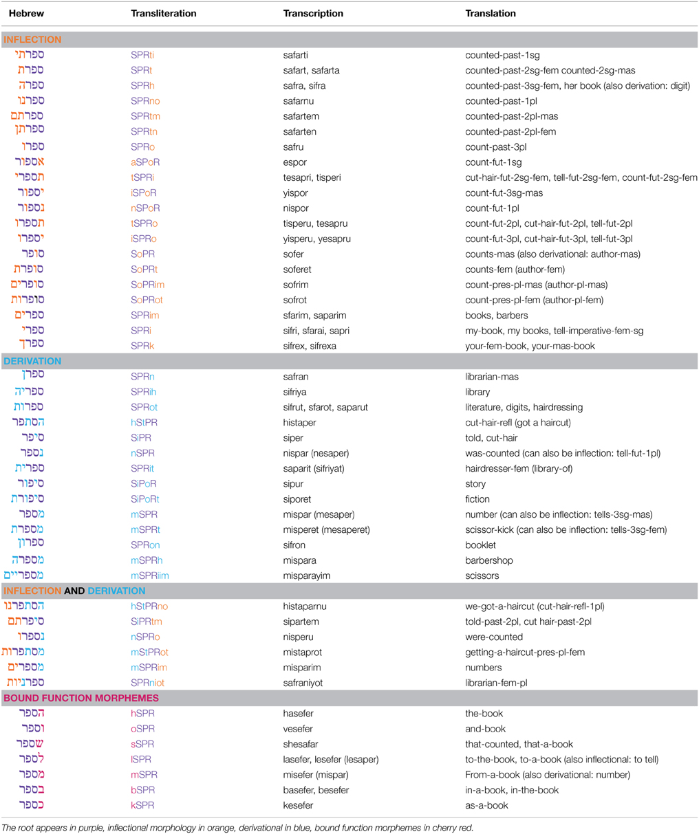 Frontiers | Insights from letter position dyslexia on morphological ...