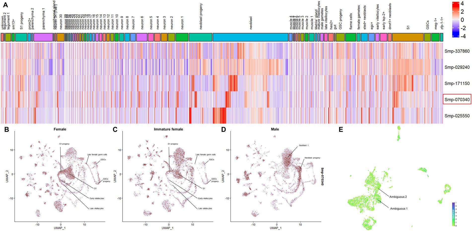 frontiers-schistosoma-mansoni-coactivator-associated-arginine