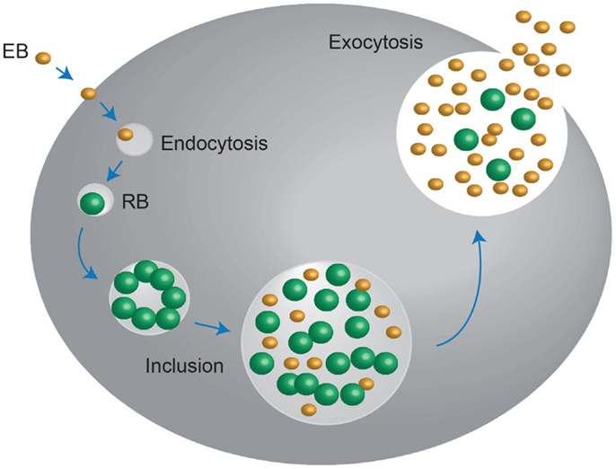 Frontiers | The Role of the Immune Response in Chlamydia trachomatis ...