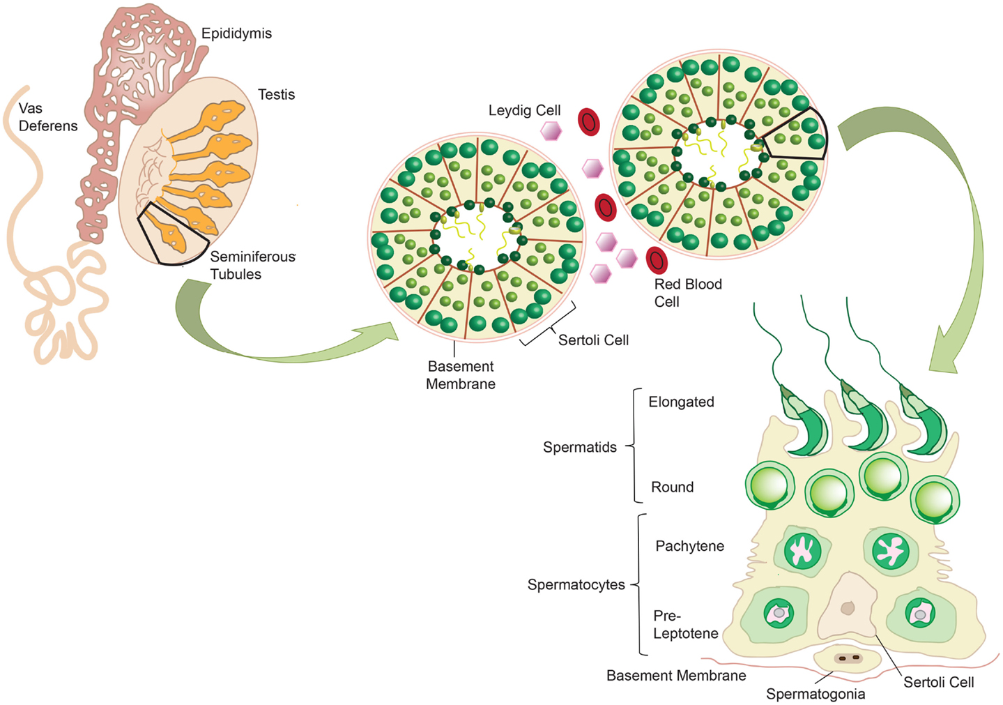 Mammalian sperm cell