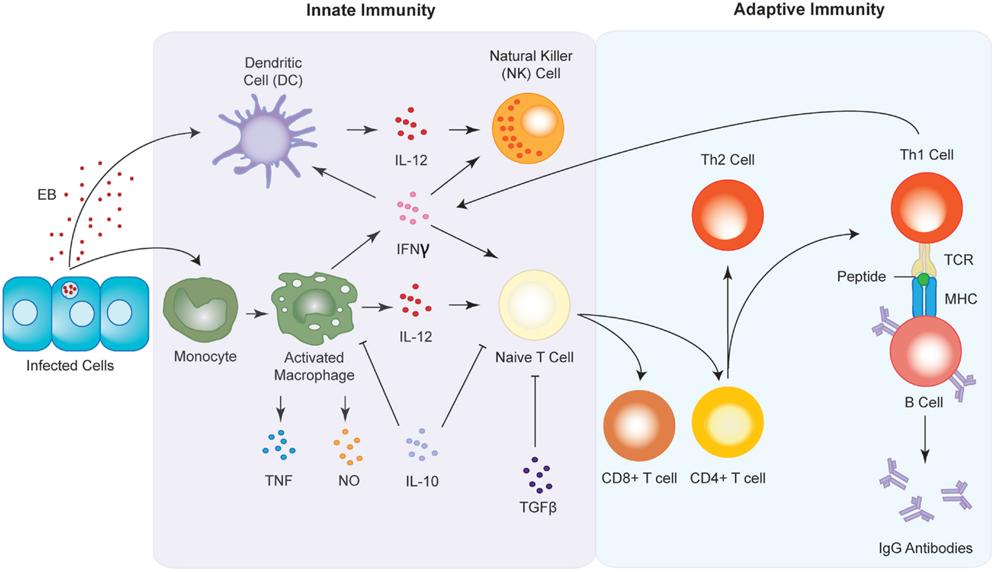 Frontiers | The Role of the Immune Response in Chlamydia ...