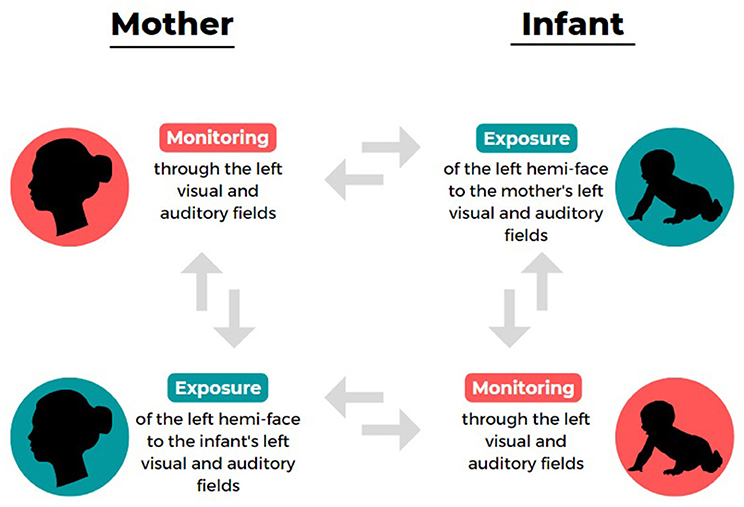 What is clearance sensorimotor intelligence