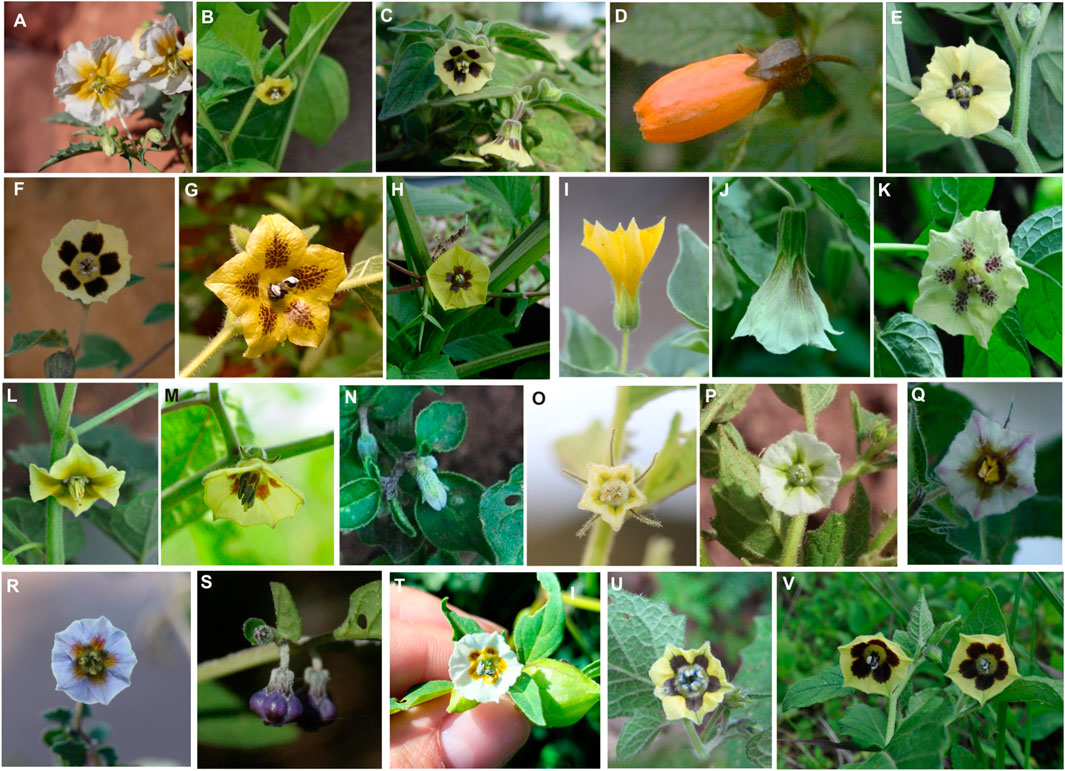 Frontiers  Taxonomic revision of Physalis in Mexico