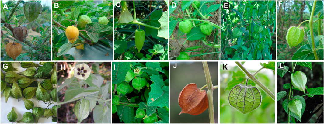 Frontiers  Taxonomic revision of Physalis in Mexico