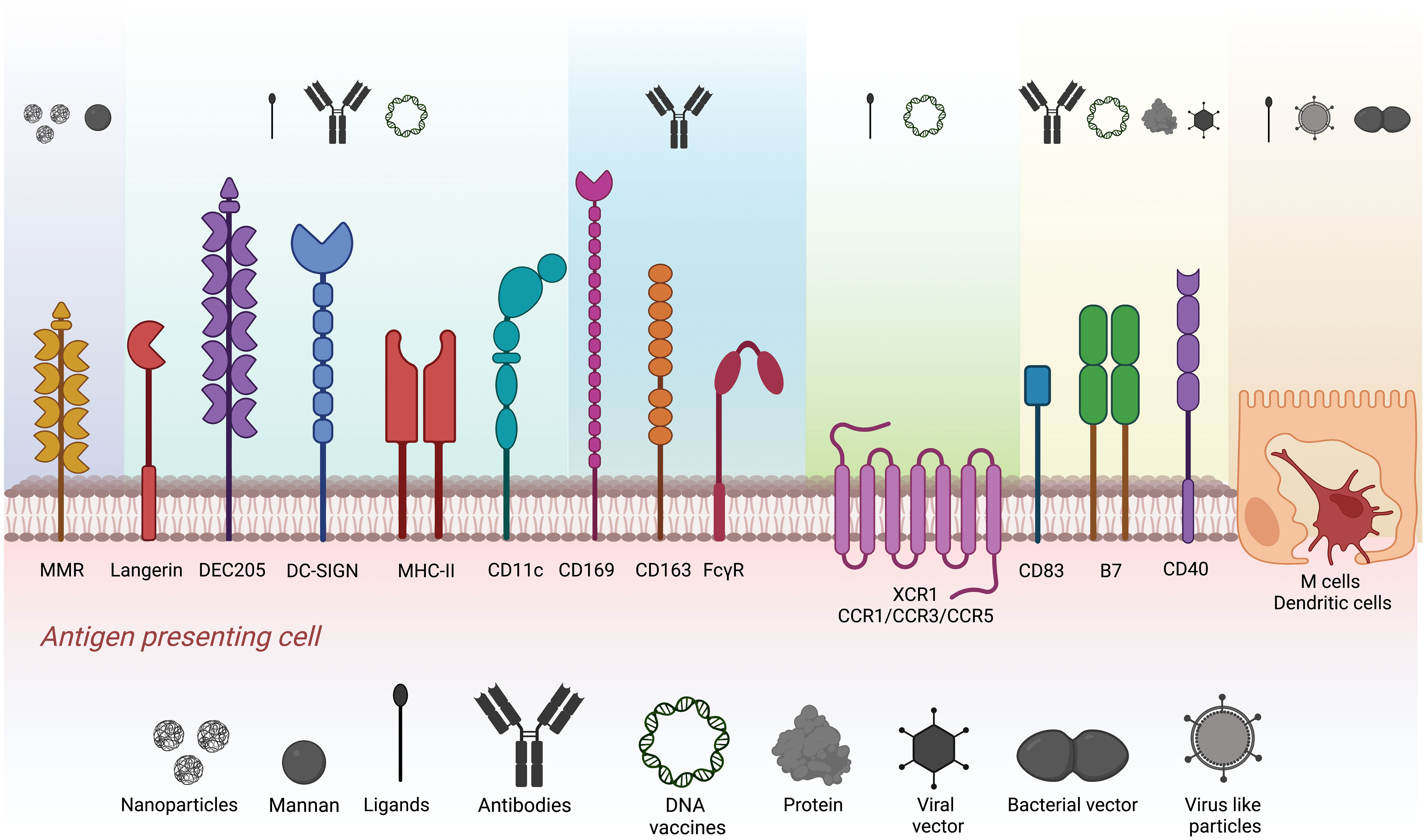 Frontiers  Limited Neonatal Carbohydrate-Specific Antibody