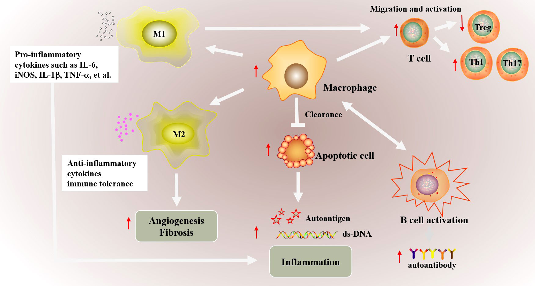 Frontiers  Inflammation and immune cell abnormalities in