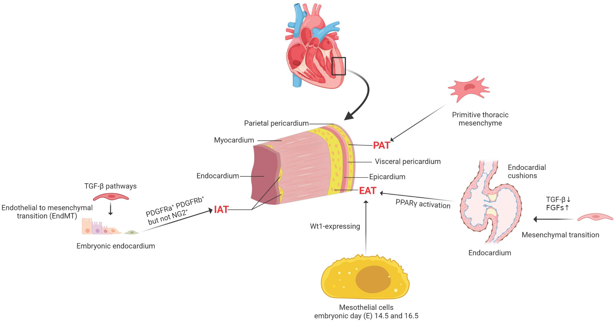 Frontiers  Deleterious Effects of Epicardial Adipose Tissue