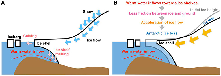 Figure 1 - (A) As ice forms, it flows toward the ocean.