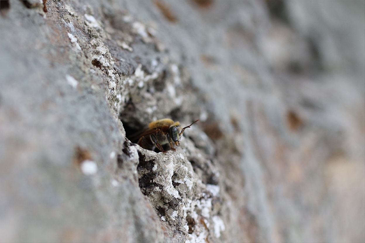 Bees Are Astonishingly Good at Making Decisions