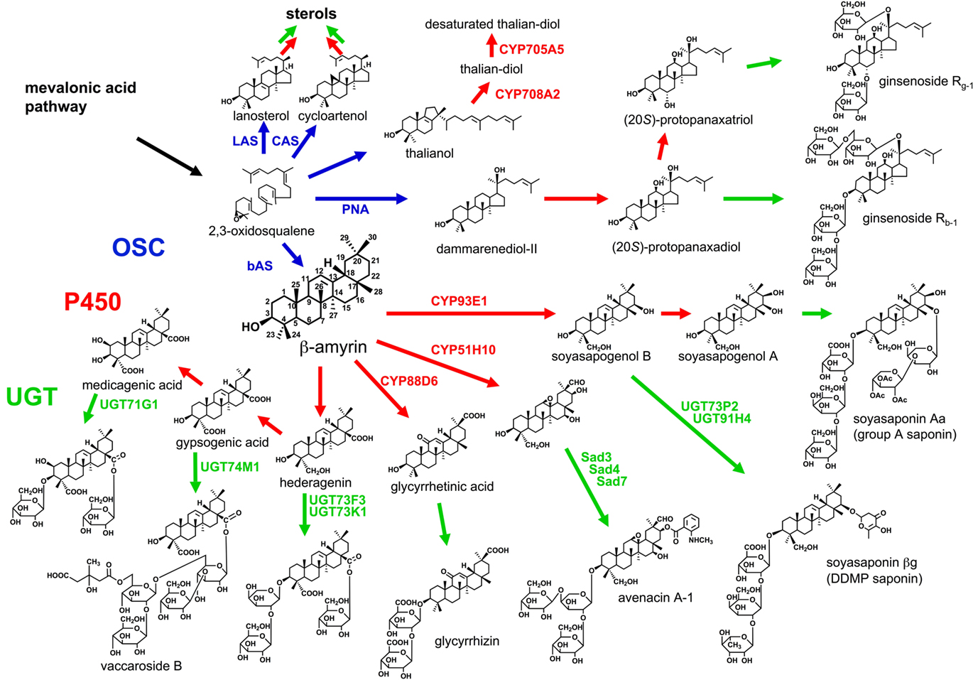 view mechanisms of invasion