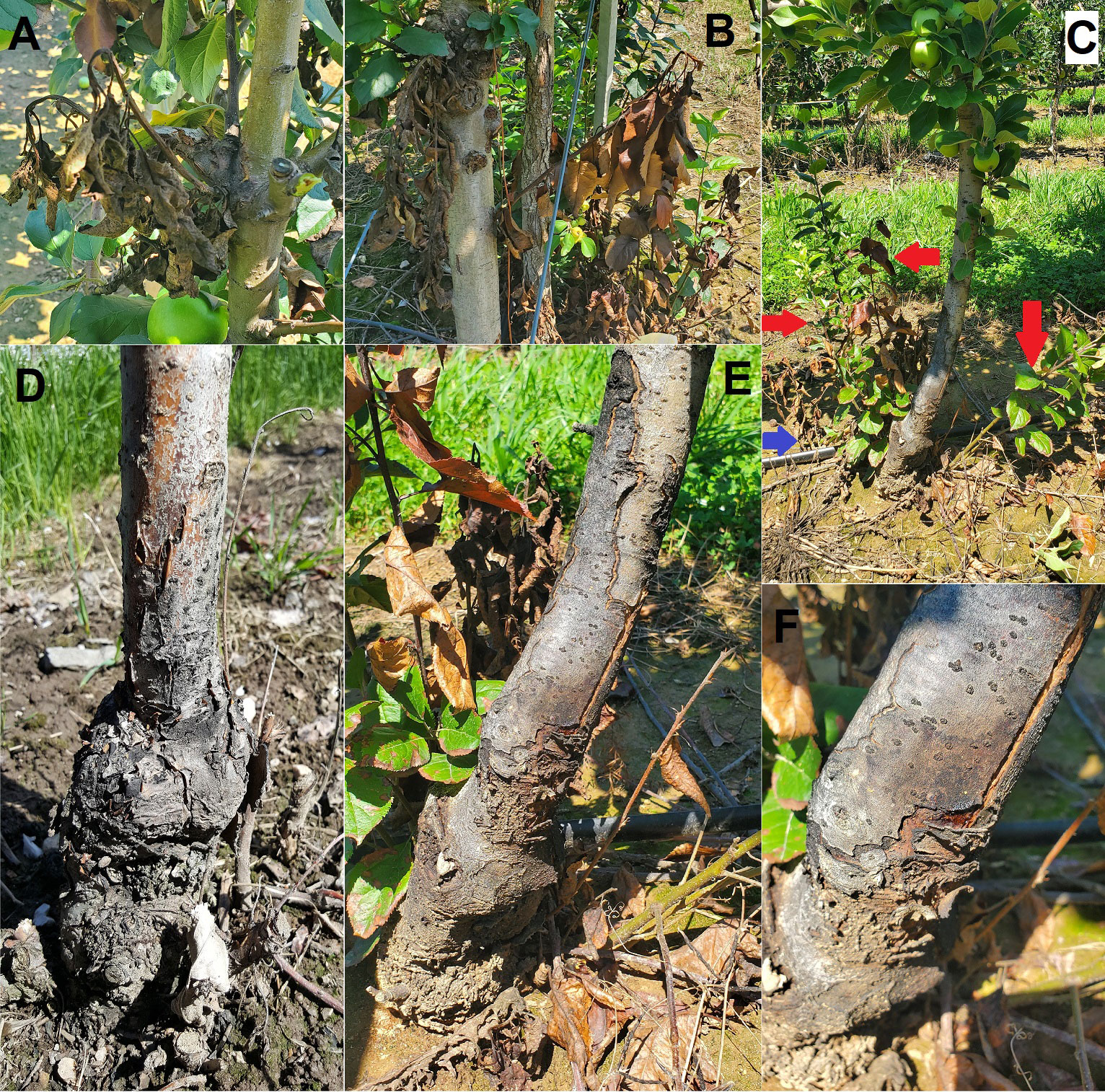 Frontiers | Fire blight rootstock infections causing apple tree