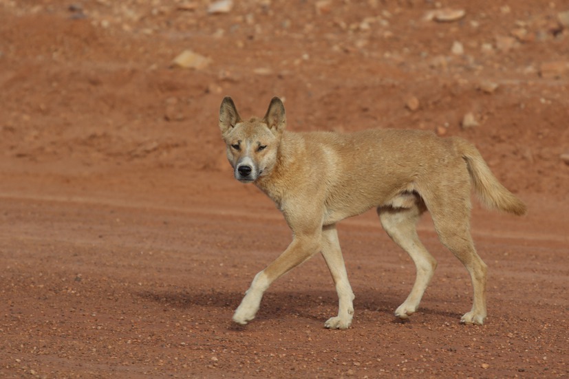 Dingoes are genetically different from domestic dogs, new research