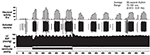 www.frontiersin.org